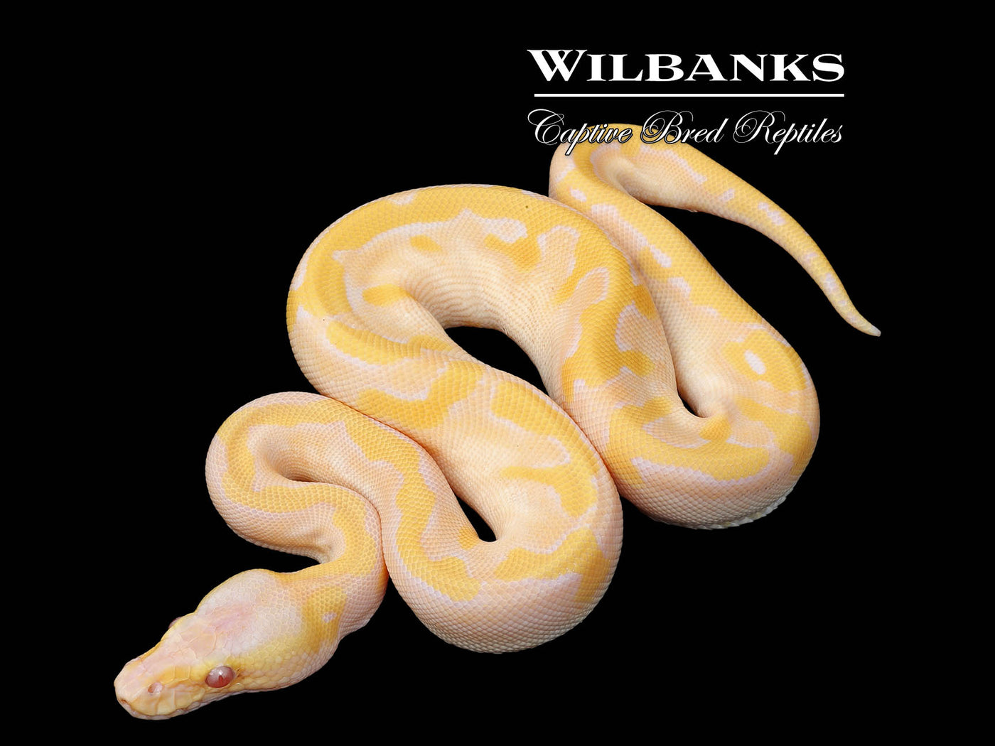 Lavender Albino Champagne Pastel Enchi Ball Python ♀ '25