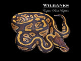Phantom 100% Het. Pied Ball Python ♀ '26
