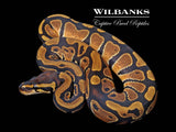 Normal Ball Python ♀ '26