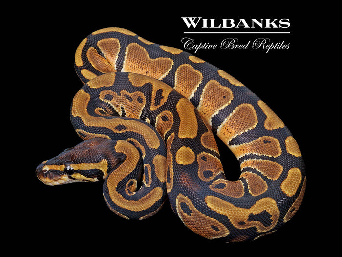 Normal Ball Python ♀ '26