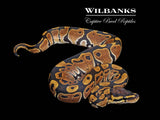 Normal Ball Python ♀ '26