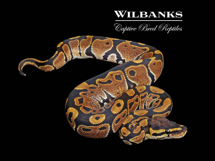 Normal Ball Python ♀ '26
