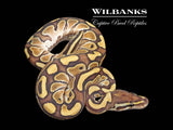 Butter Ball Python ♂ '26