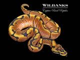 Spider Ball Python ♂ '26