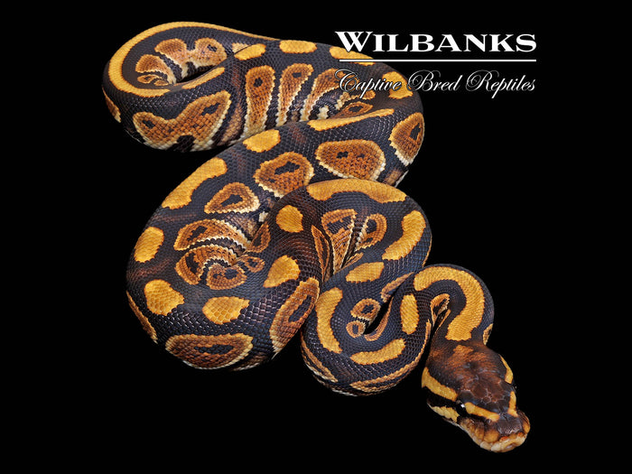 Russo Ball Python ♀ '26