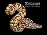 FireFly Ball Python ♂ '26