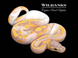 Banana Pied Ball Python ♂ '26