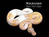 Banana Pied Ball Python ♀ '26