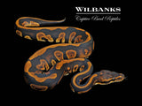 Stranger Leopard 100% Het. Orange Crush Ball Python ♂ '26