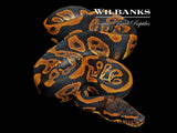 Mahogany Leopard 100% Het. Lavender Albino Ball Python ♂ '26