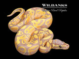 Banana Ball Python ♂ '26