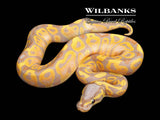 Banana Ball Python ♂ '26