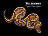 Fire Ball Python ♂ '26