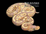 Banana Mojave Ball Python ♂ '26