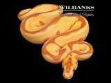 Banana Enchi Leopard Clown Ball Python ♂ '26