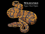 Acid Orange Crush Ball Python ♀ '26