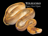 Champagne 100% Het. Lavender Ball Python ♂ '26