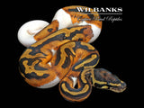 Pied Ball Python ♀ '26