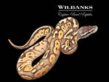 Pewter Fire Enchi Ball Python ♀ '26