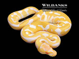 Albino Leopard Enchi Ball Python ♂ '26