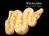 Albino 100% Clown Ball Python ♂ '26