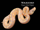 Banana Cinnamon Sugar Ball Python ♂ '26