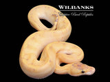 Mimosa Fire Ball Python ♂ '26