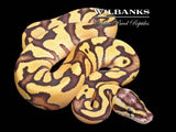FireFly Enchi Ball Python ♂ '26