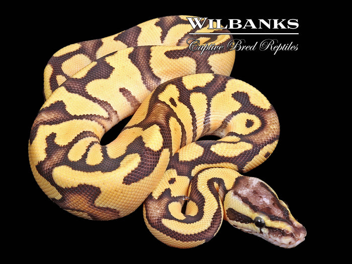 FireFly Enchi Ball Python ♂ '26