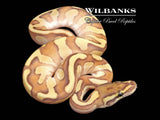 Nuclear Enchi Ball Python ♂ '26