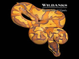 Blackhead Orange Dream Enchi Yellow Belly Fire Ball Python ♂ '26