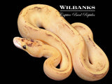 Fire Champagne Ball Python ♂ '26