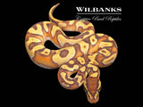 Orange Dream Black Head Mojave Enchi Yellow Belly Ball Python ♂ '26