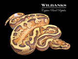 Disco Inferno Ball Python ♀ '26