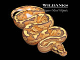 Red Stripe Disco Inferno Ball Python ♀ '26