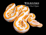 Lavender Leopard Blackhead Ball Python ♂ '26