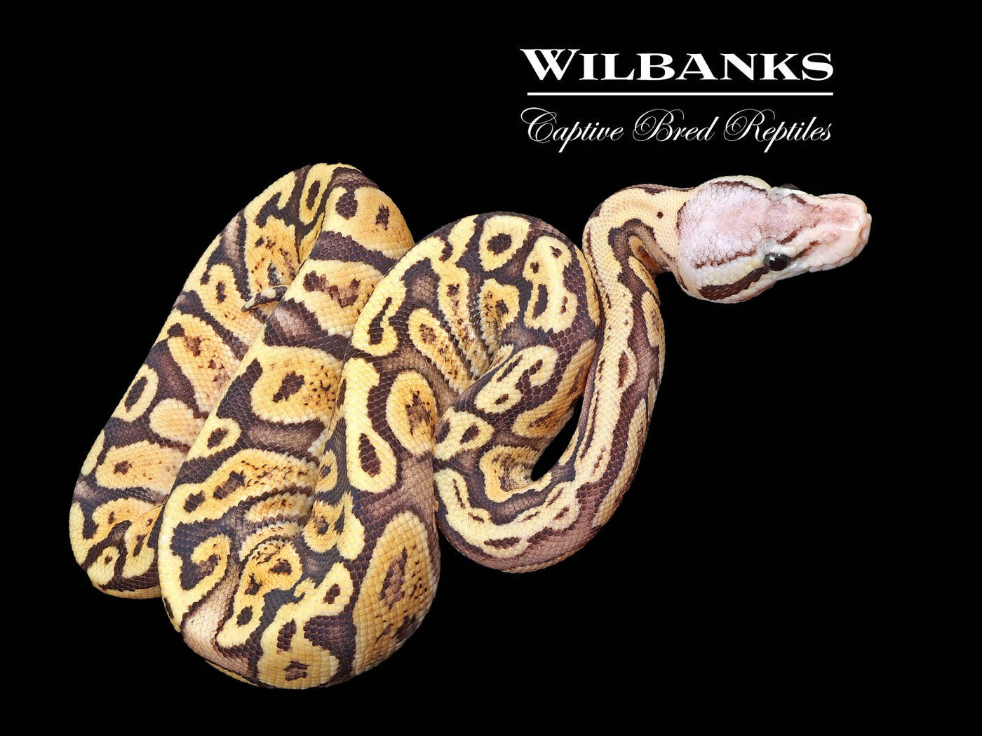 FireFly GHI 100% Het. Clown Ball Python ♀ '24