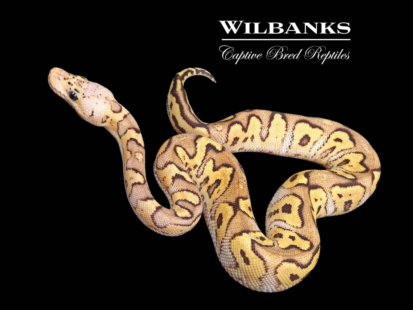 Firefly Clown Ball Python ♂ '24