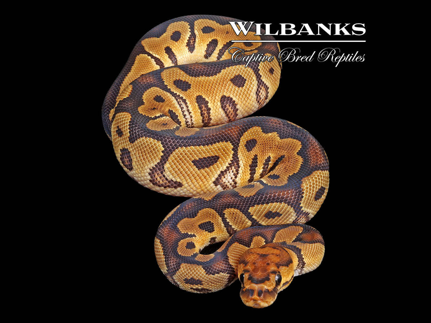 Clown Ball Python ♀ '24