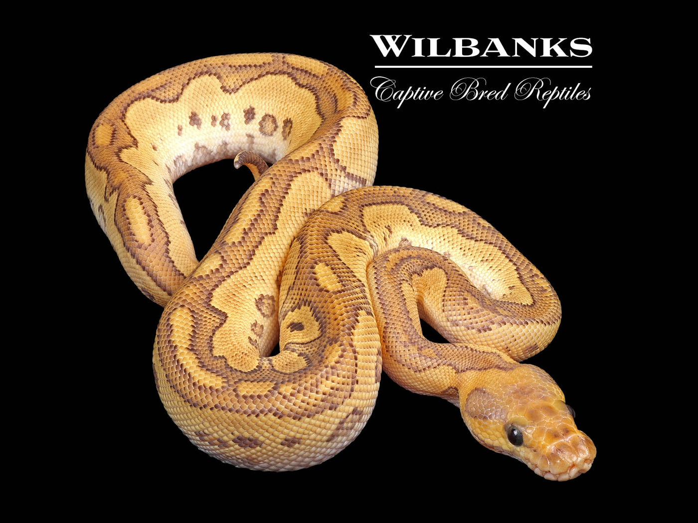 Red Stripe Mojave Clown Ball Python ♂ '24