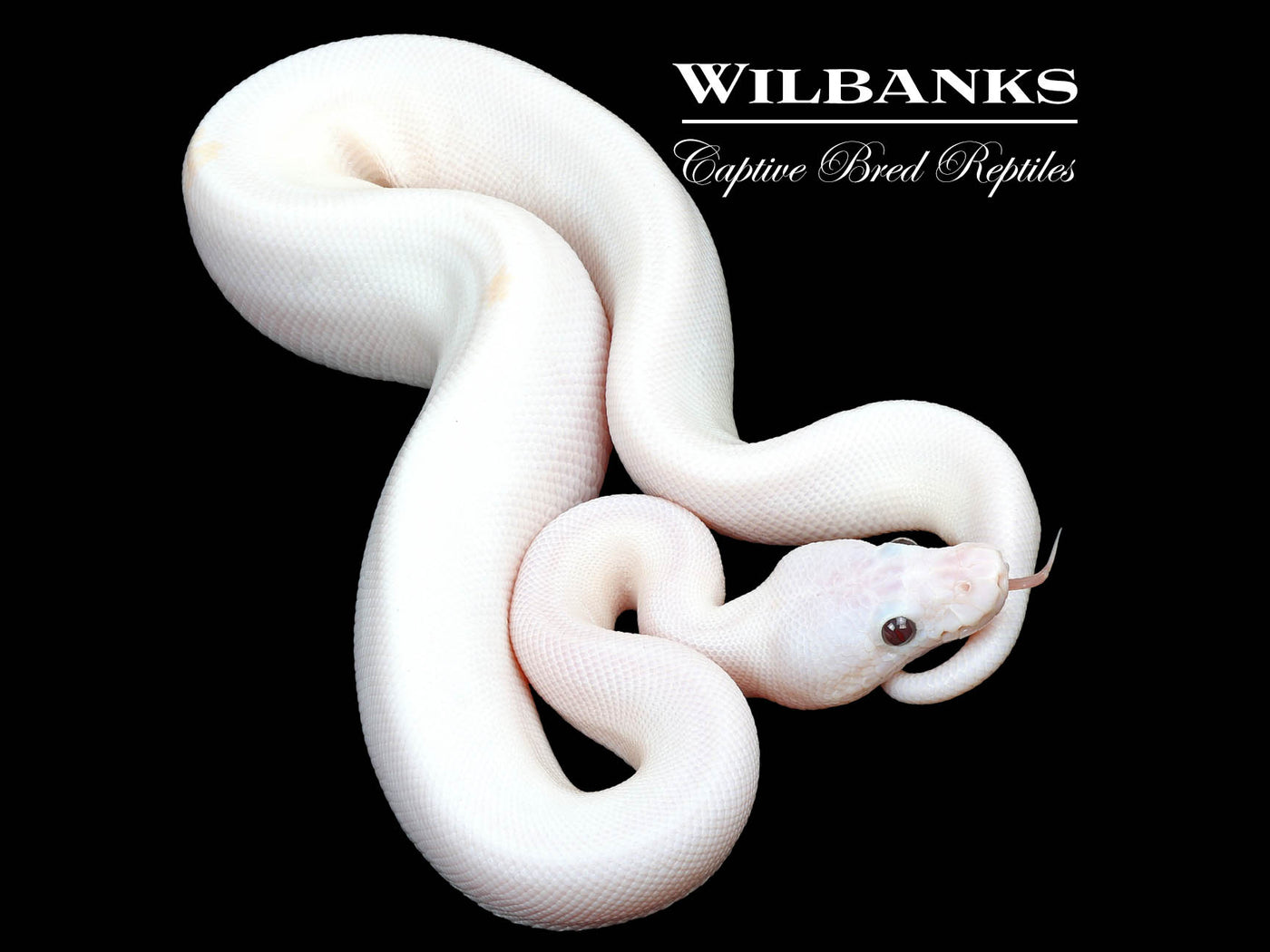 Banana Super Fire Ball Python ♂ '24