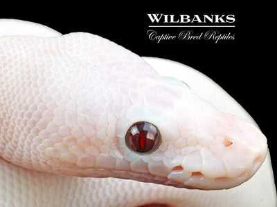 Banana Super Fire Ball Python ♂ '24