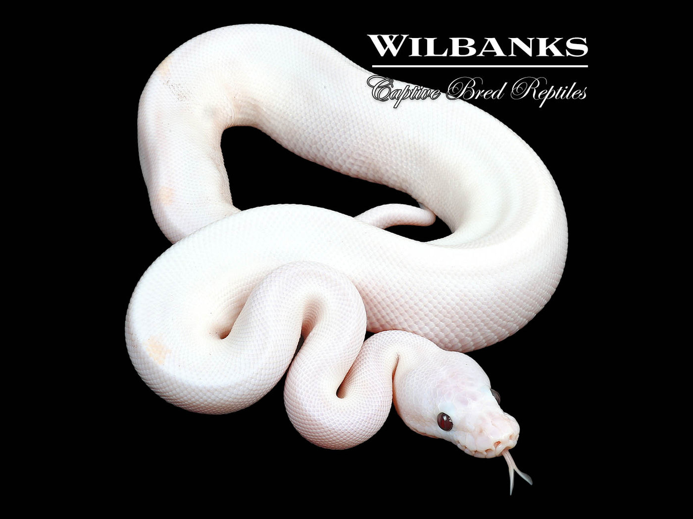 Banana Super Fire Ball Python ♂ '24