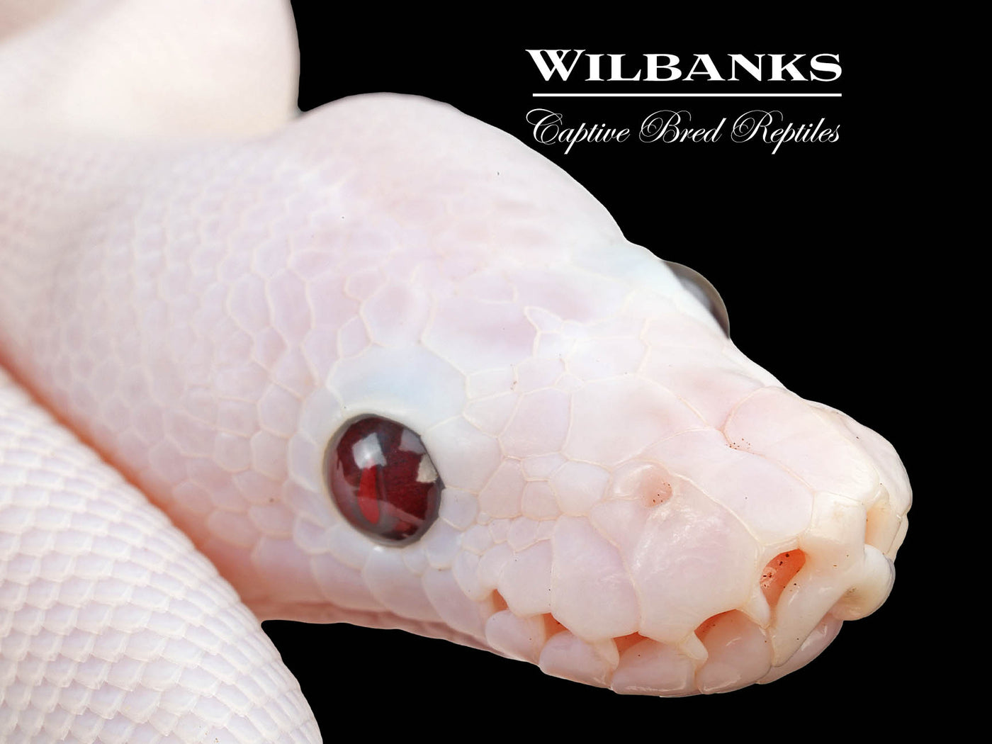 Banana Super Fire Ball Python ♂ '24