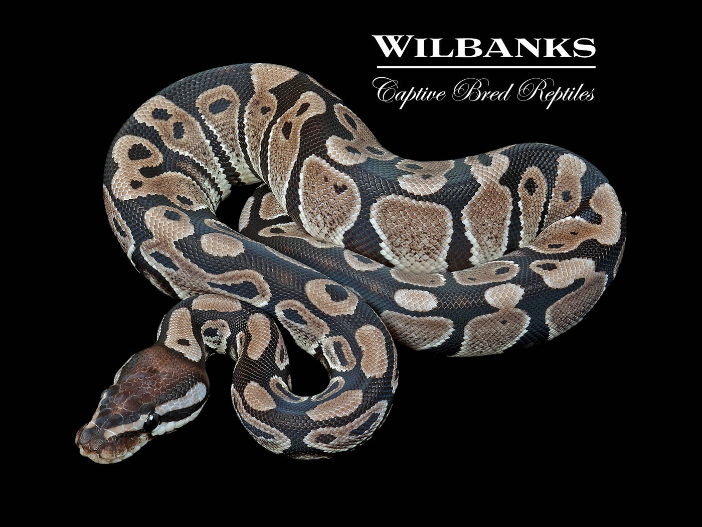 Axanthic (VPI) 100% Het. Lavender Albino Ball Python ♀ '24