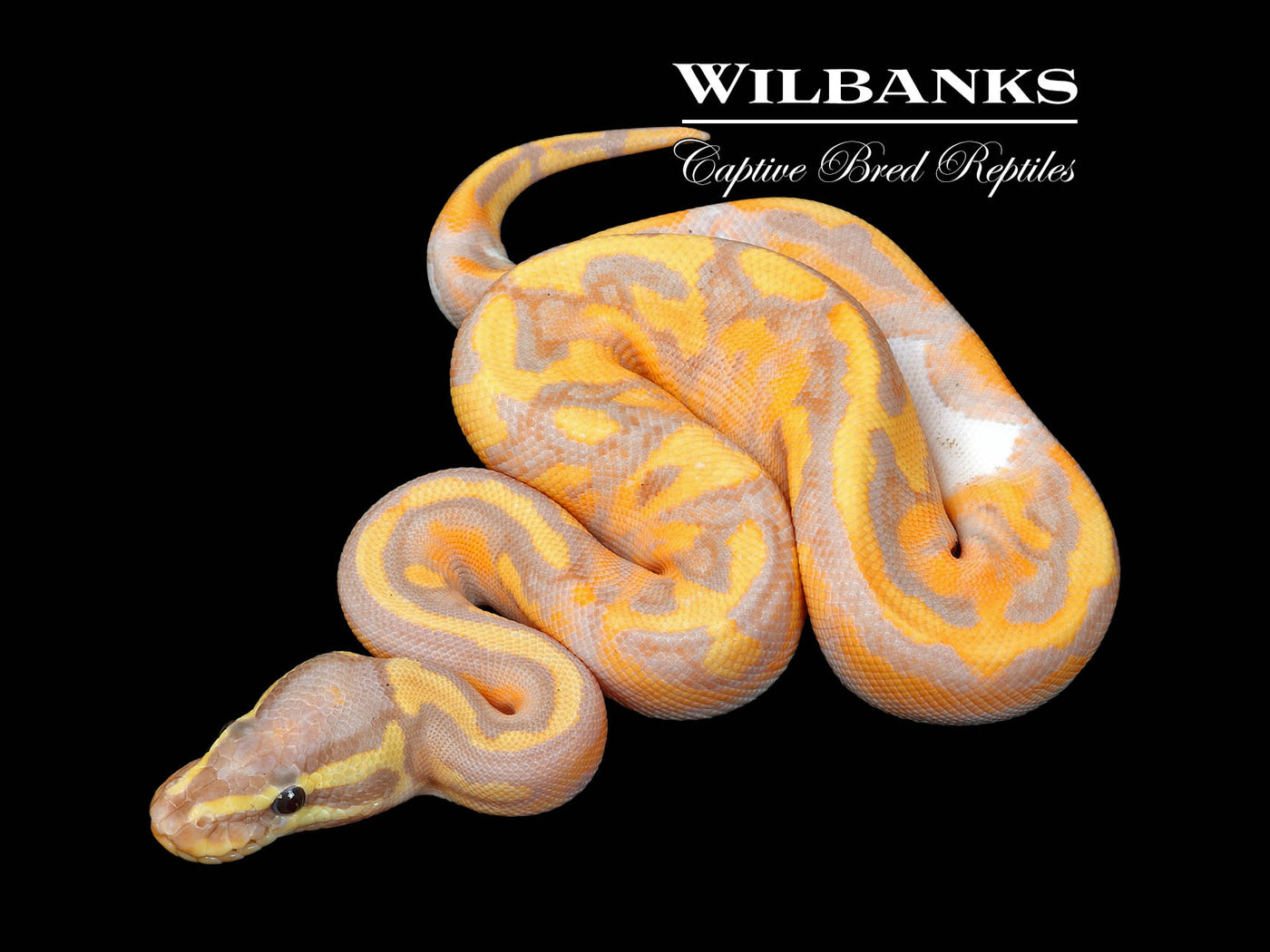 Banana Pied Ball Python ♂ '25