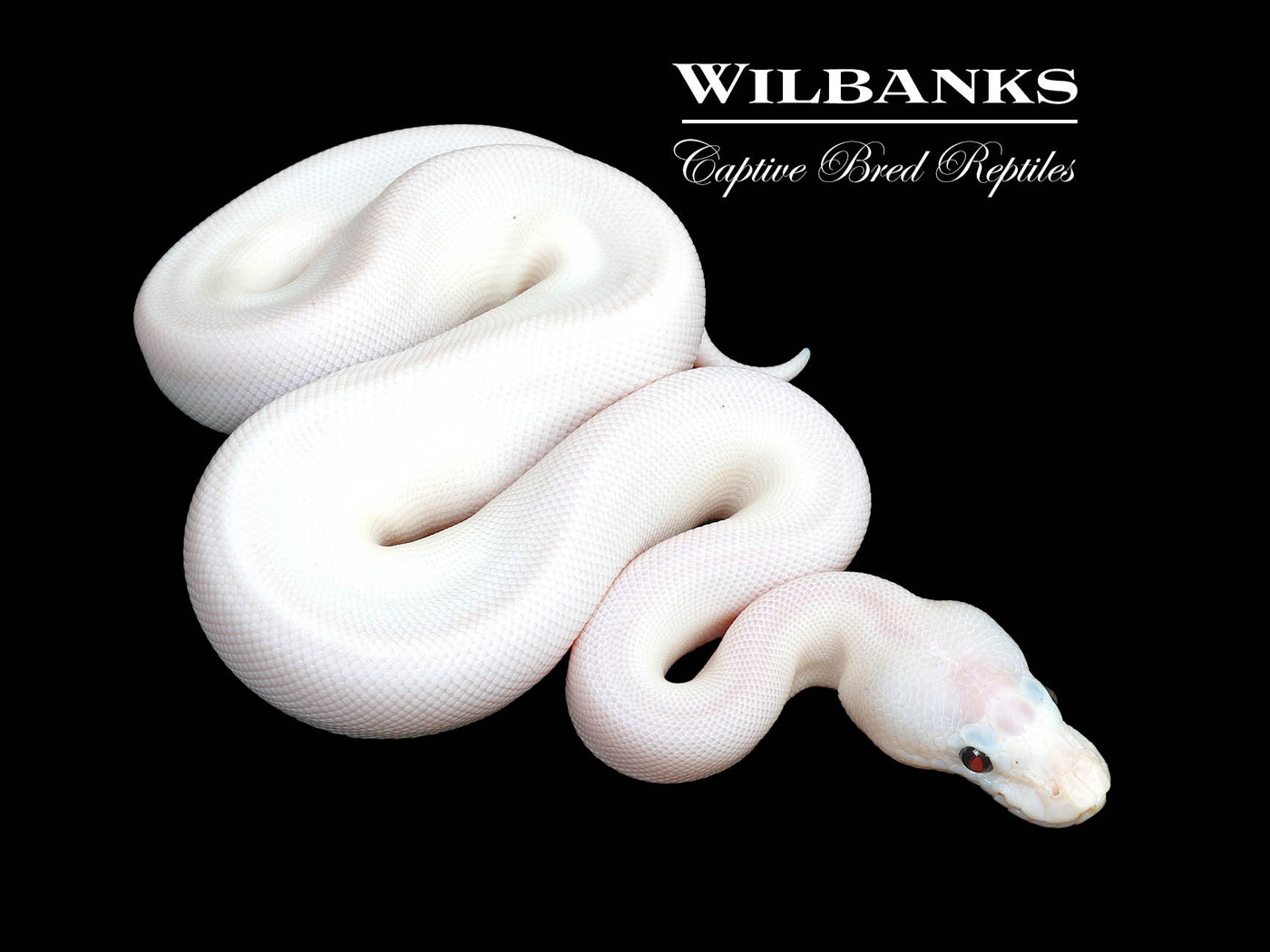 Baker Special Pied Ball Python ♀ '25