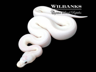 Baker Special Pied Ball Python ♀ '25