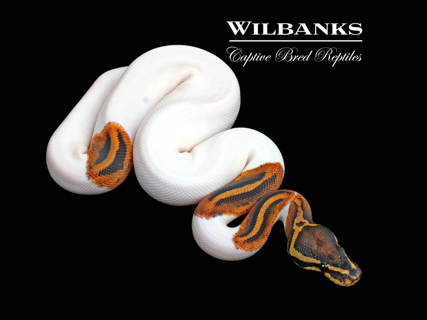 Pied PDH Candy Clown Ball Python ♂ '25