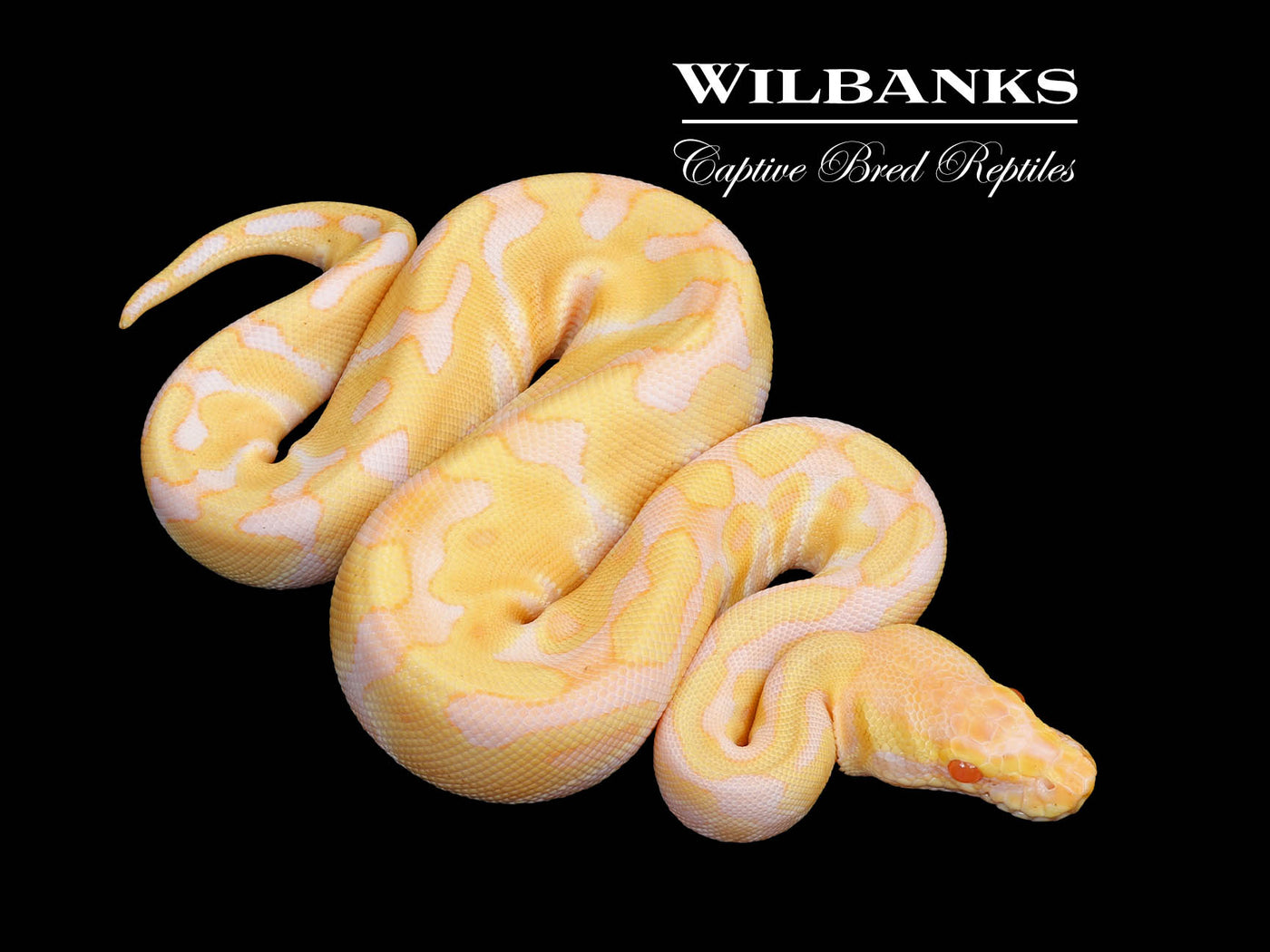 Albino Enchi Ball Python ♀ '25